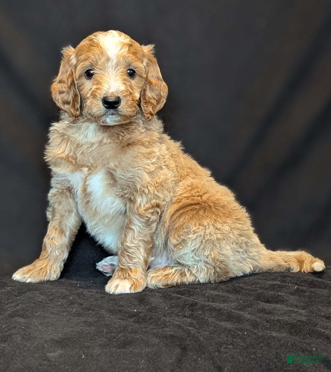 Goldendoodle dogs for sale: Rusty  - Ad 3
