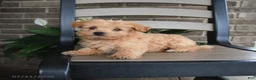 Havapoo dogs for sale: Arlo - Ad 3