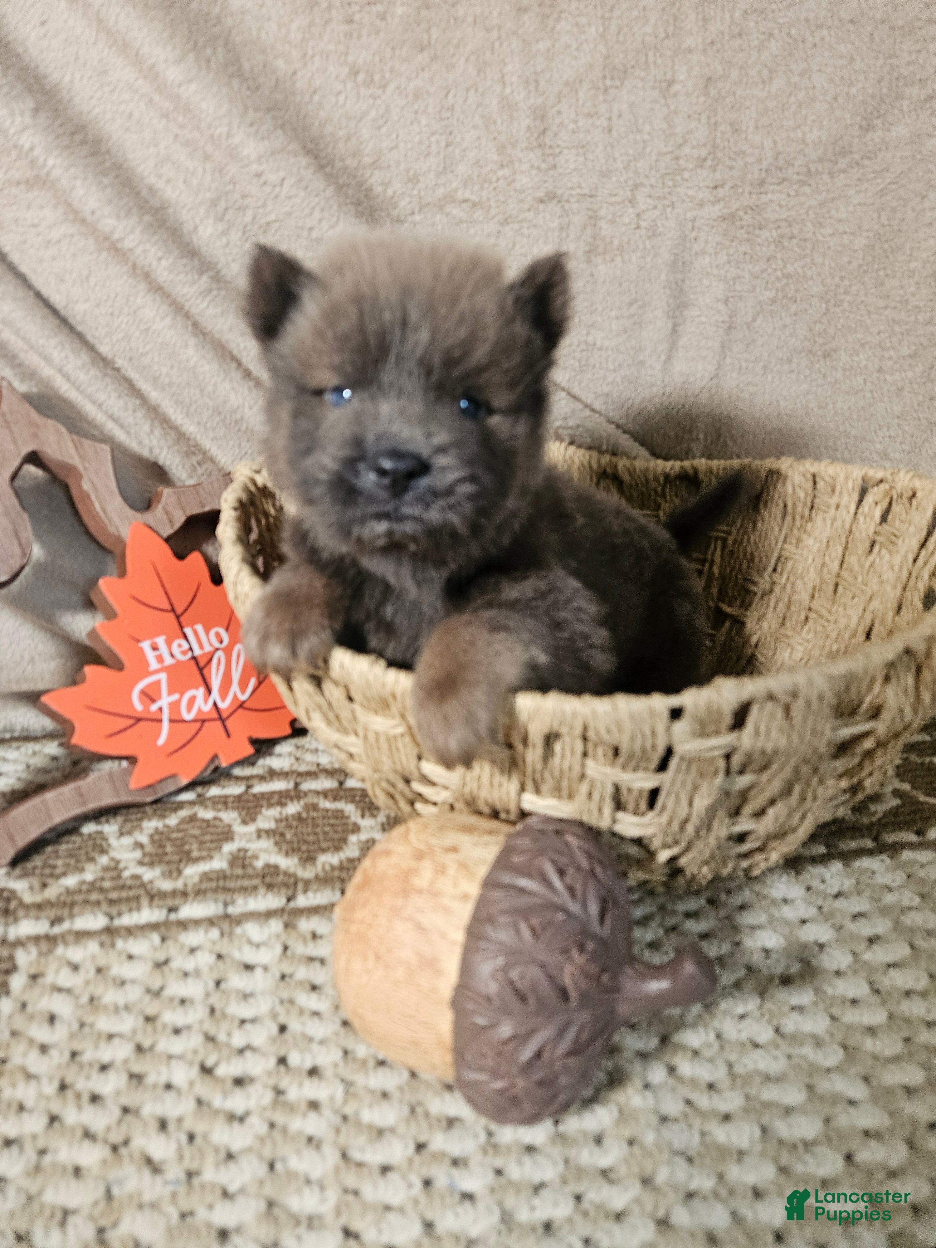 Chow Chow