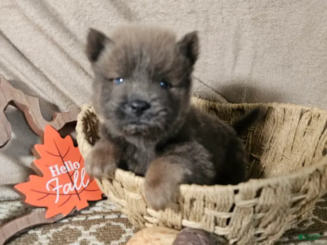 Chow Chow dogs for sale: CINNAMON CHOW Tiny M1 - Ad 2