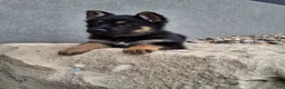 German Shepherd dogs for sale: Skye - Ad 5