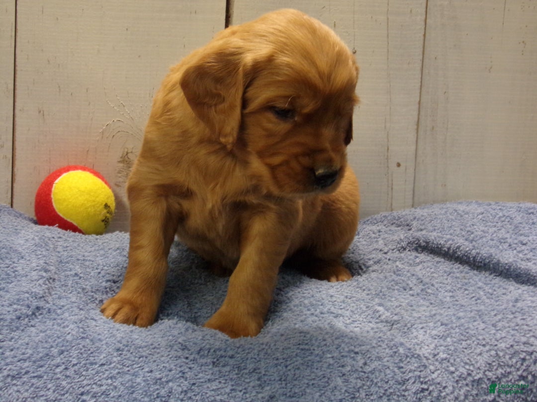 Golden Retriever dogs for sale: Orville - Ad 2