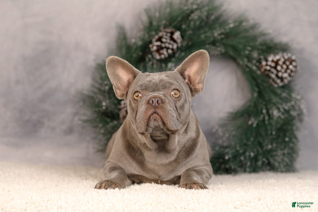 French Bulldog dogs for sale: Brent - Ad 10