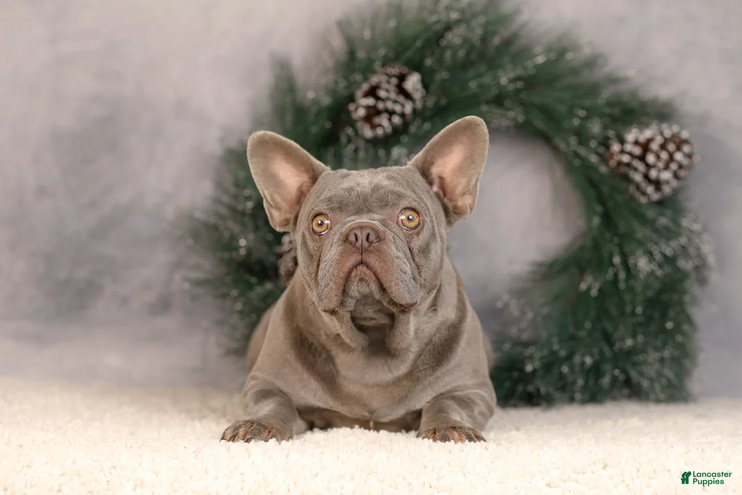 French Bulldog dogs for sale: Baxter - Ad 14