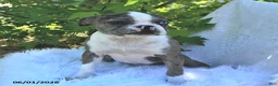 Boston Terrier dogs for sale: Brooklyn - Ad 5