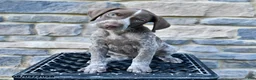 German Shorthaired Pointer dogs for sale: Claire - Ad 4