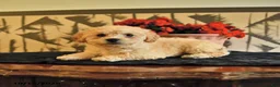 Bichpoo dogs for sale: Kayla - Ad 3