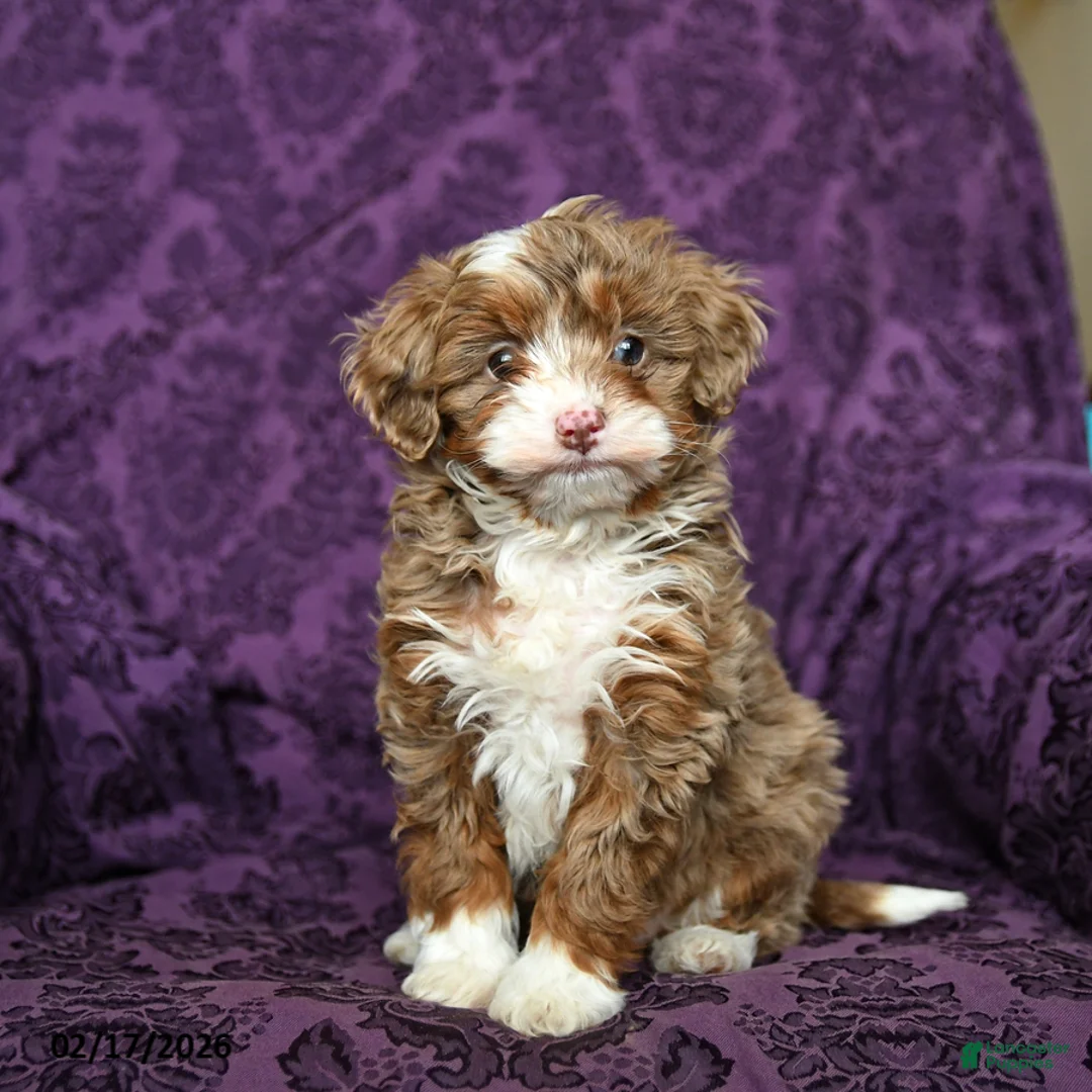 Mini Aussiedoodle dogs for sale: Kisses - Ad 2