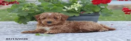 Miniature Poodle dogs for sale: Nathan - Ad 6