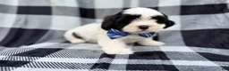 Shih Tzu dogs for sale: Simon - Ad 8
