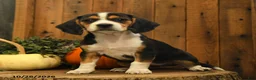 Beagle dogs for sale: Milkyway - Ad 1