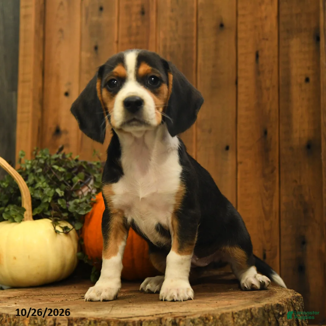 Beagle dogs for sale: Milkyway - Ad 1