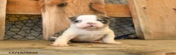 Boston Terrier dogs for sale: Mini - Ad 2