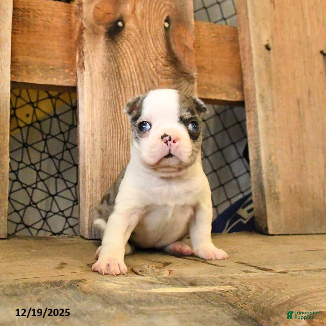 Boston Terrier dogs for sale: Mini - Ad 2