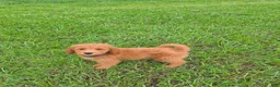 Goldendoodle dogs for sale: Teddy - Ad 5