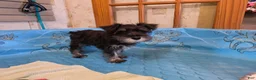 Miniature Schnauzer dogs for sale: Sam - Ad 5