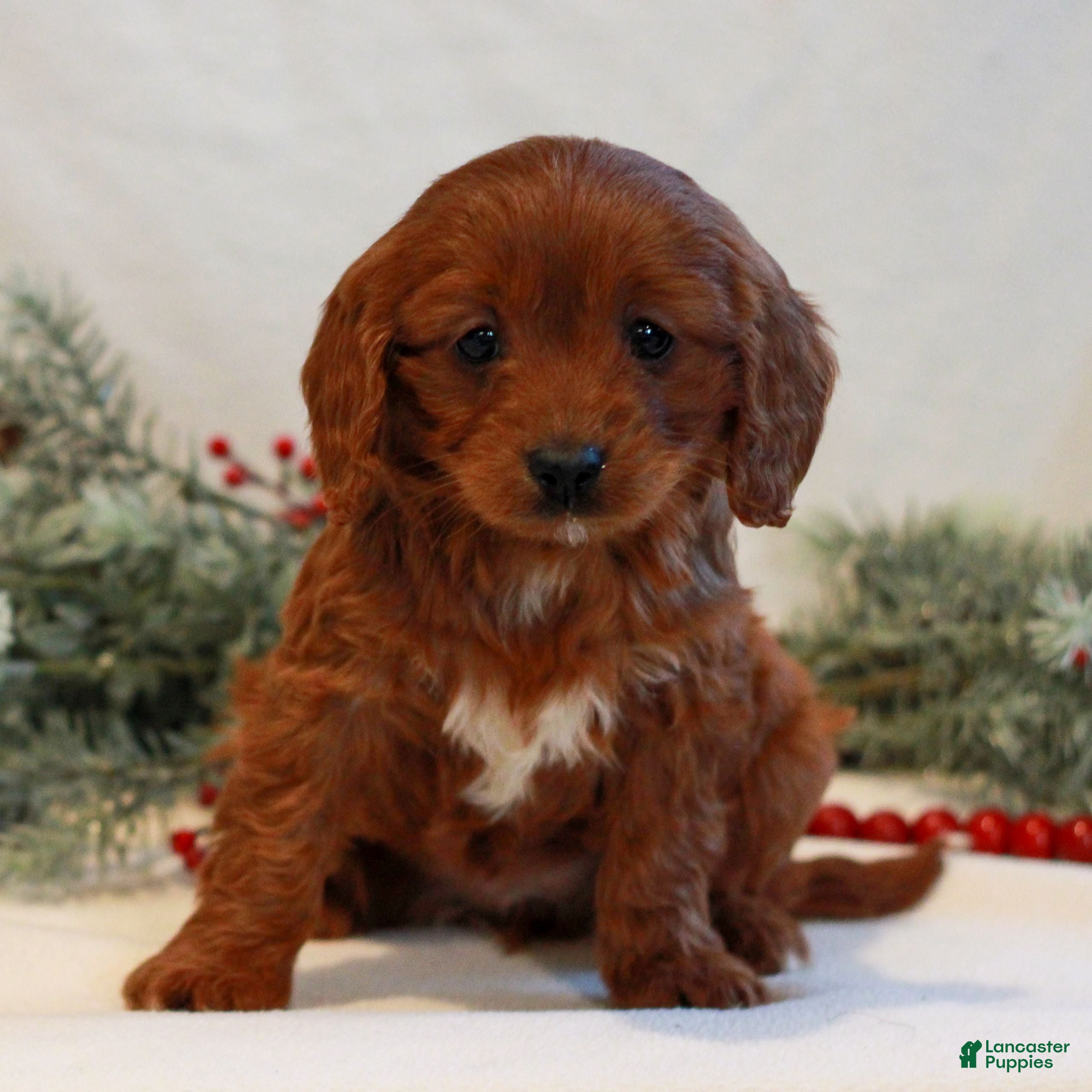 Cavapoo dogs Becca  - Ad 26