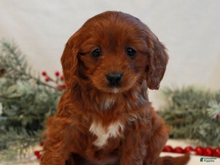 Cavapoo dogs Becca - Ad 35