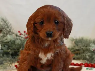 Cavapoo dogs for sale: Becca - Ad 2