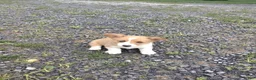 Welsh Corgi Pembroke dogs for sale: Maddie  - Ad 18