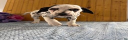 Dalmatian dogs for sale: Talia - Ad 14