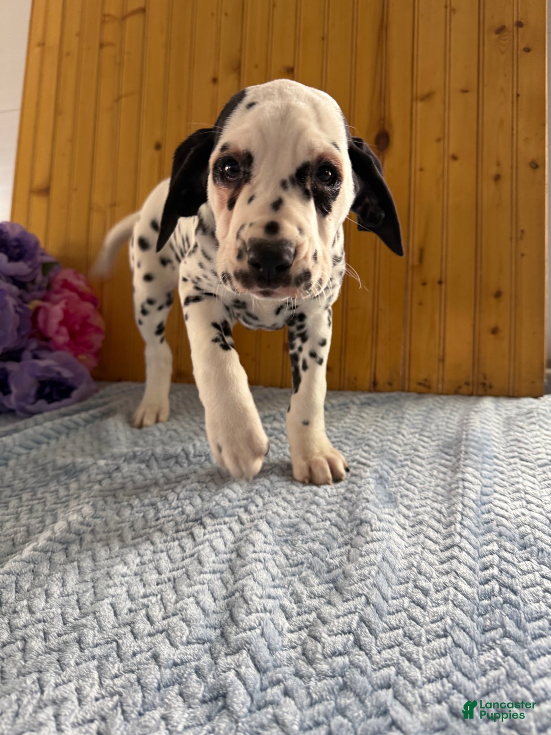 Dalmatian dogs for sale: Talia - Ad 14