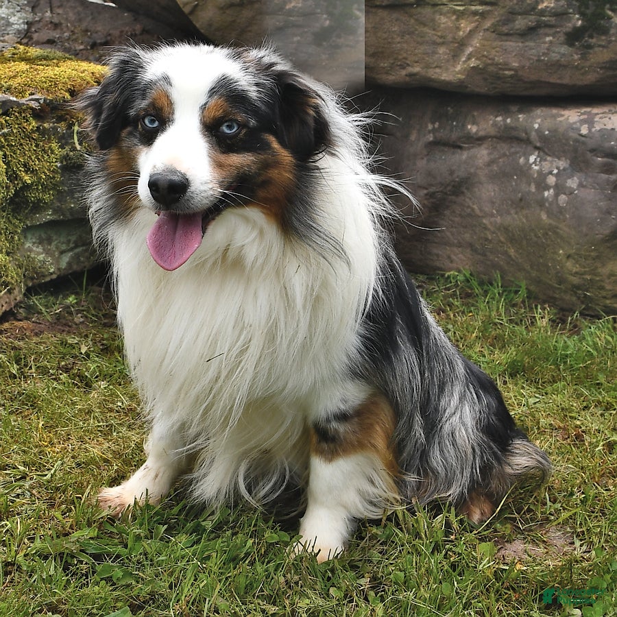 Miniature Australian Shepherd dogs for sale: Ripple - Ad 7