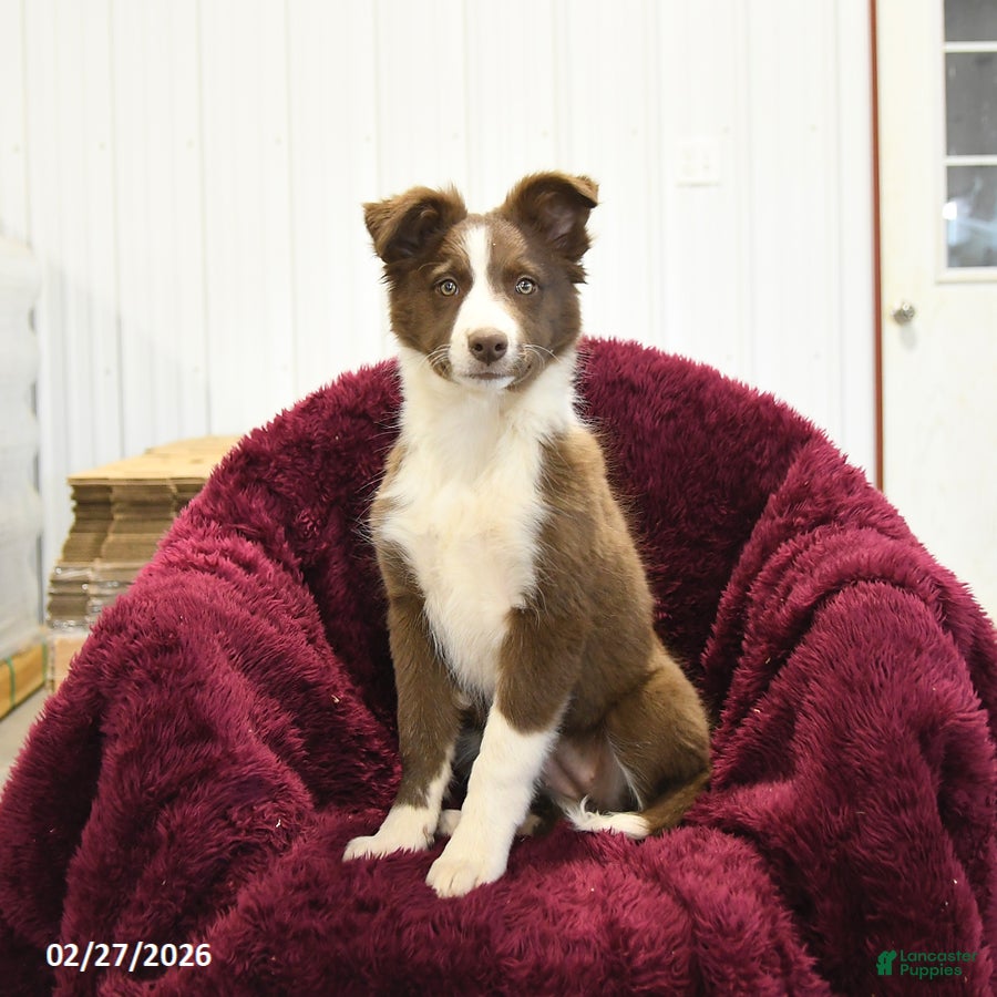 Border Collie dogs Aspen - Ad 1