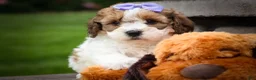 Cavachon dogs for sale: Hallie🎀 - Ad 9