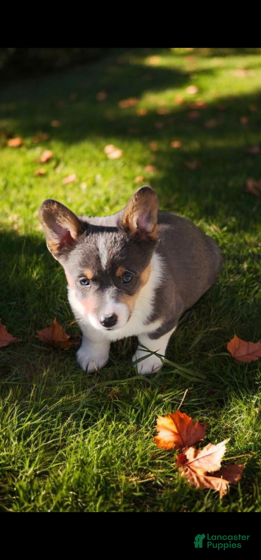 Welsh Corgi Pembroke dogs for sale: Alexa Bluie - Ad 24