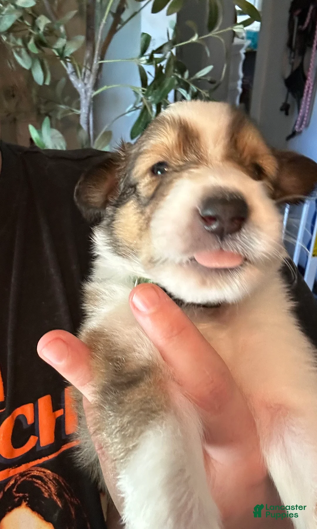 Ace - reserved for Jenny Collie for sale in Bergholz | Lancaster