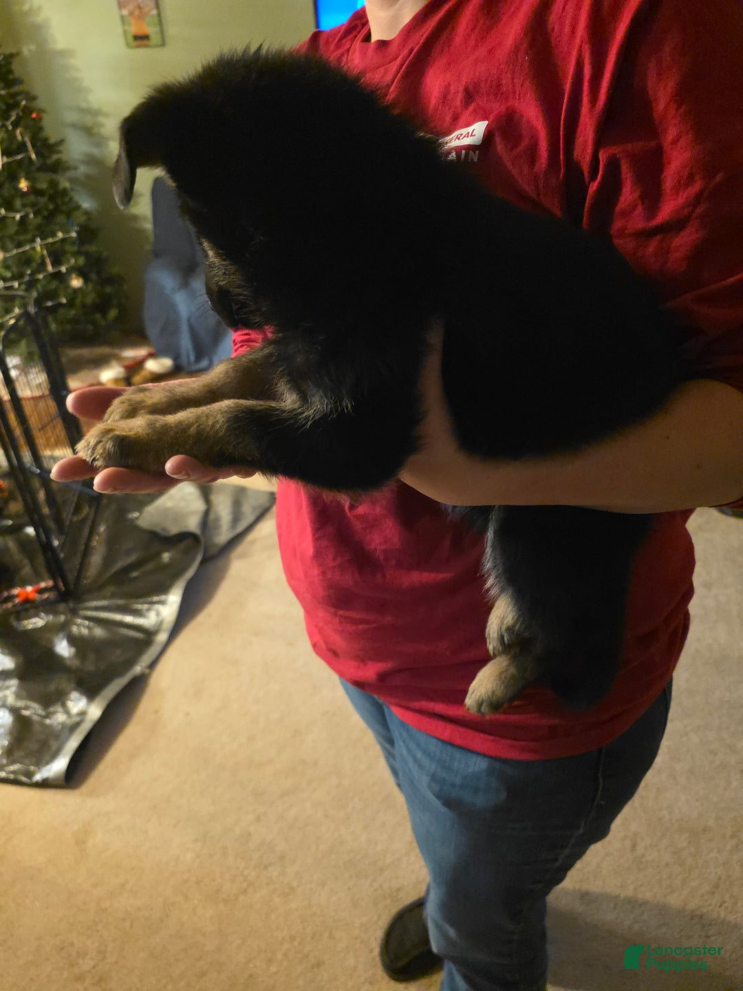 German Shepherd dogs for sale: German Shepherd Puppy 2 - Ad 13