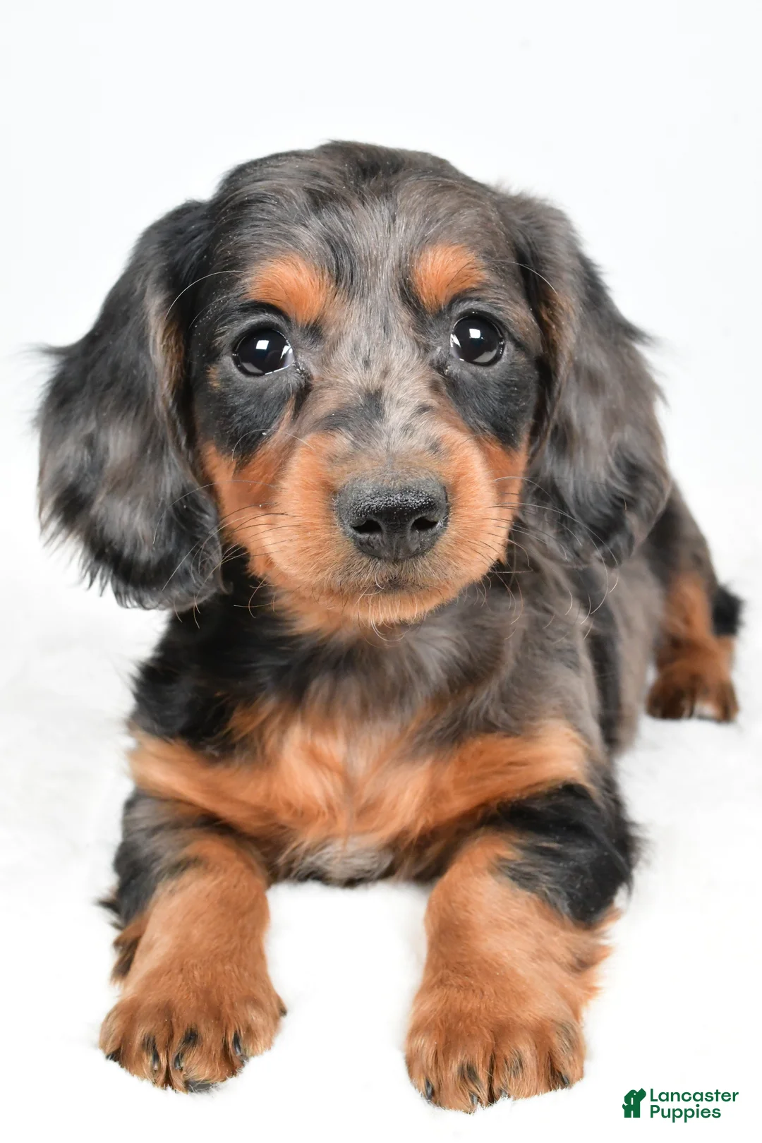 Dachshund dogs for sale: Cassandra - Ad 4