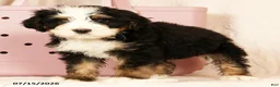 Bernedoodle dogs for sale: Rusty - Ad 7