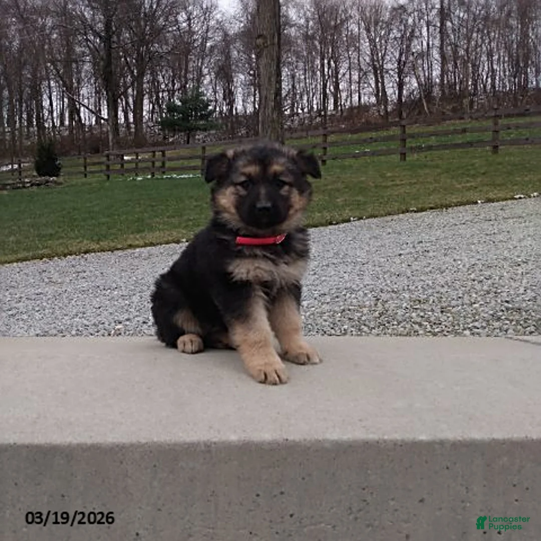 German Shepherd dogs for sale: Sally - Ad 1