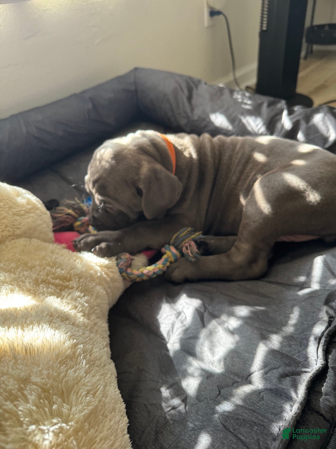 Cane Corso dogs for sale: Doja - Ad 2