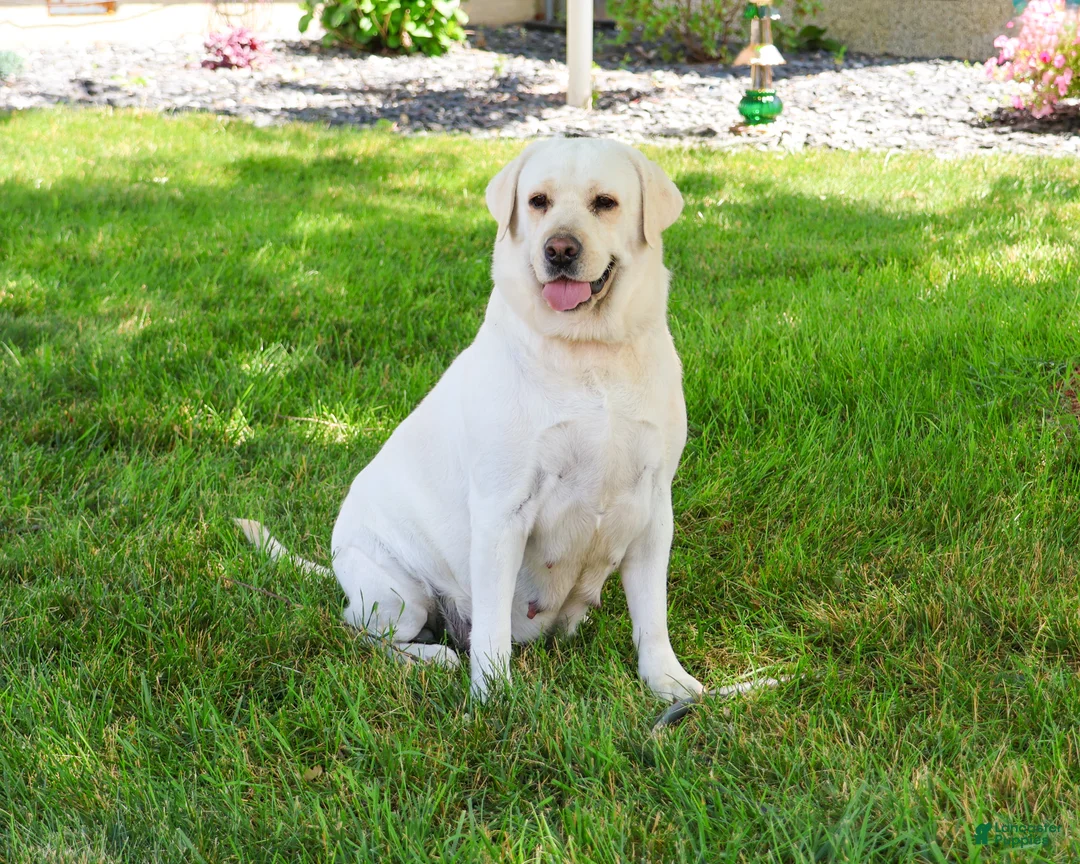 Labrador Retriever dogs for sale: Trixie - Ad 3