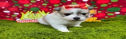 Pomeranian dogs for sale: Pomeranian Puppy 1 - Ad 2