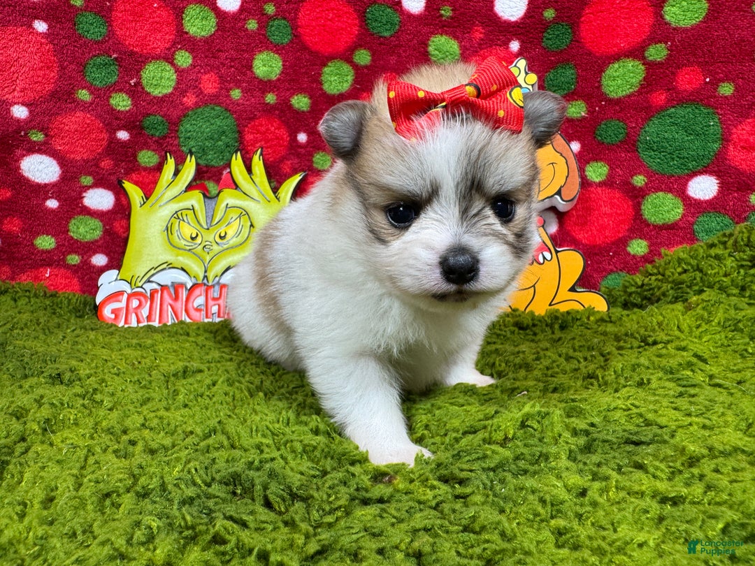 Pomeranian dogs for sale: Pomeranian Puppy 1 - Ad 2