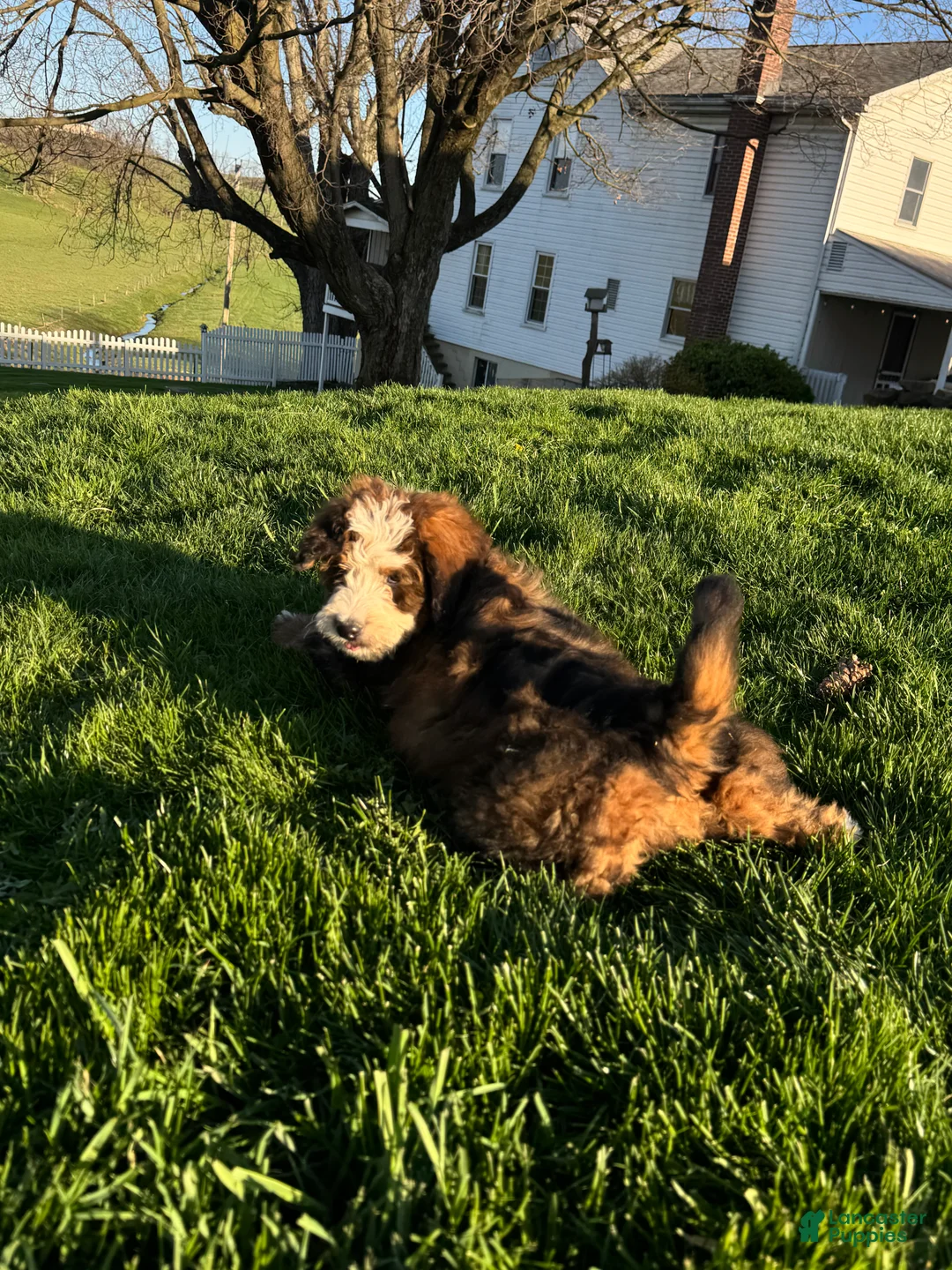 Bernedoodle dogs for sale: Sadie - Ad 2