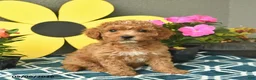 Mini Goldendoodle dogs for sale: Summer  - Ad 2