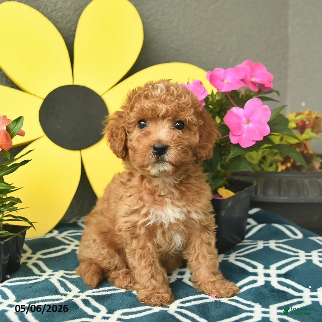 Mini Goldendoodle dogs for sale: Summer  - Ad 2