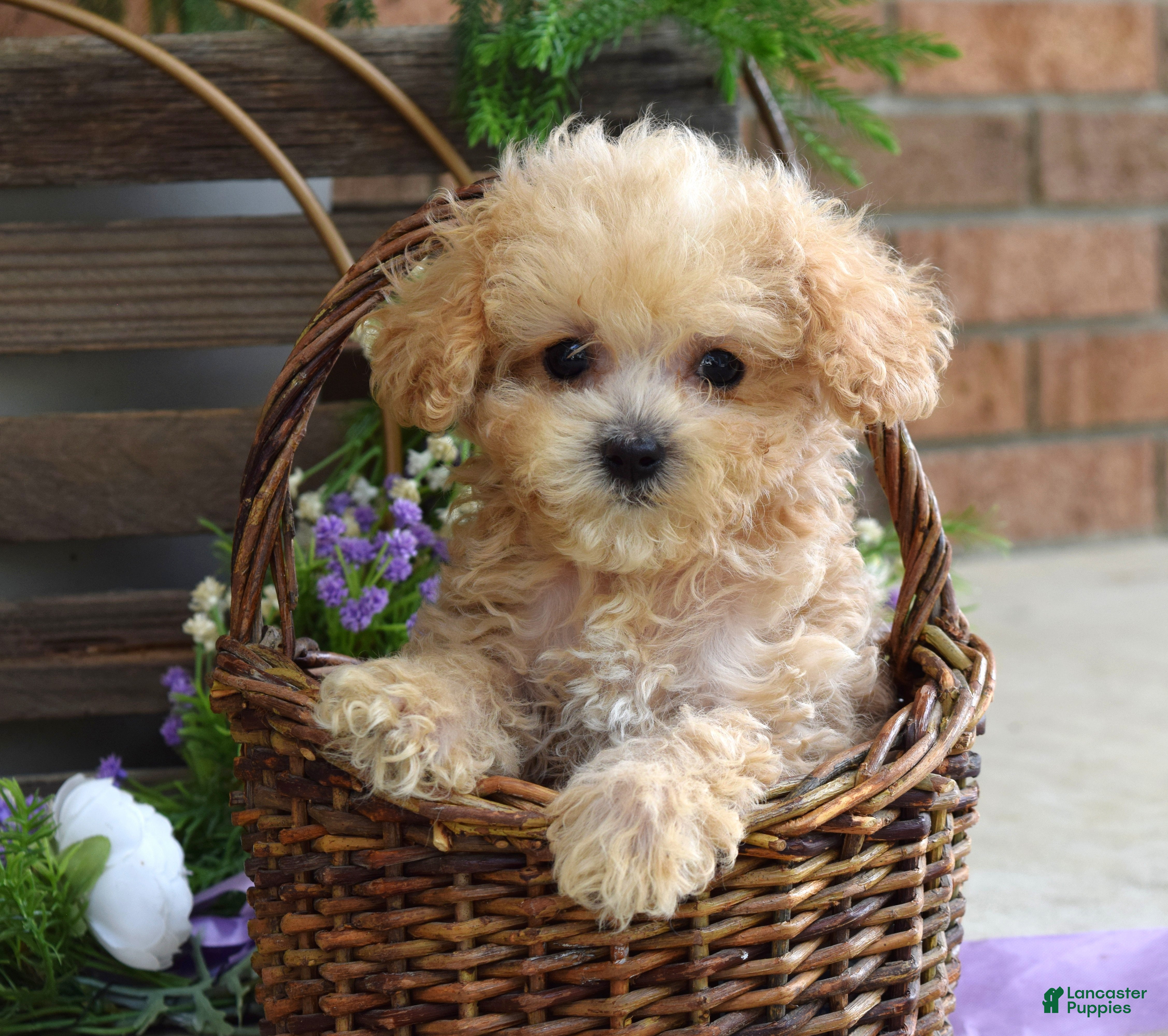 Maltipoo dogs Ethan  - Ad 1