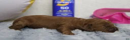 Cockapoo dogs for sale: Natalie - Ad 5