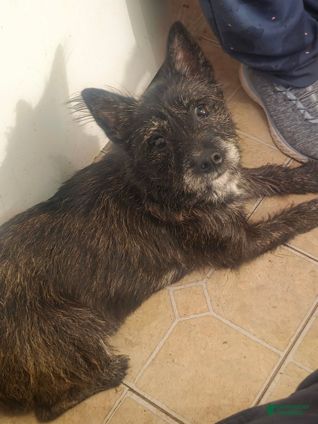 Mixed Breed dogs for sale: Mia - Ad 6