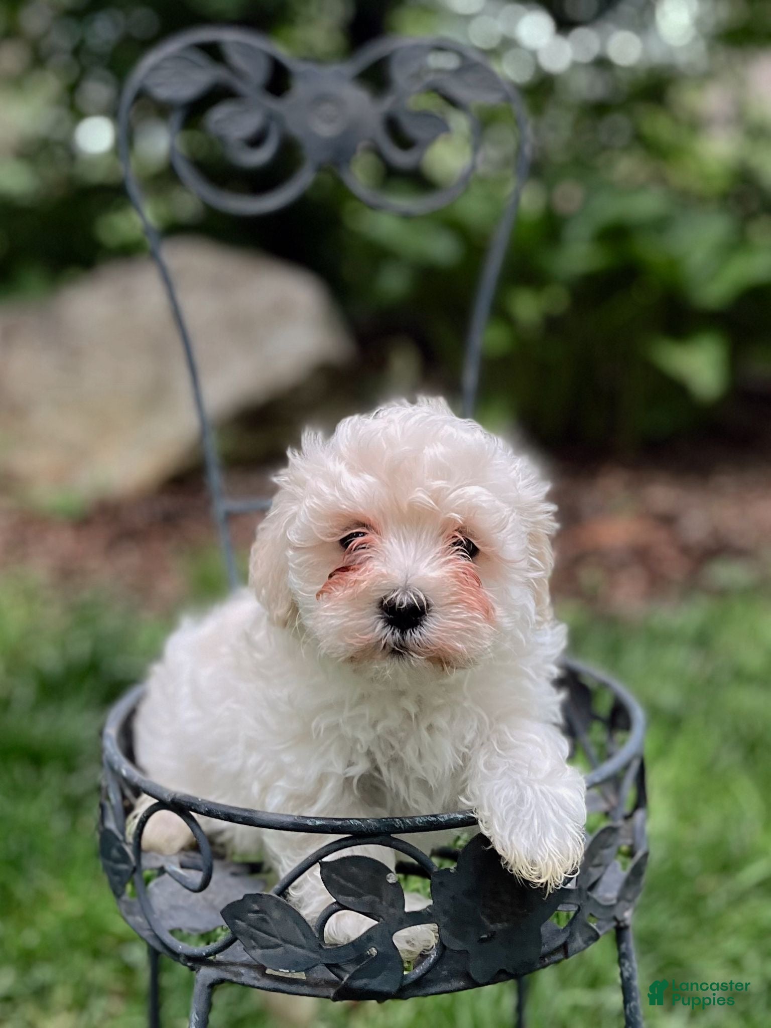 Maltipoo dogs Maltipoo Puppy 1 - Ad 2
