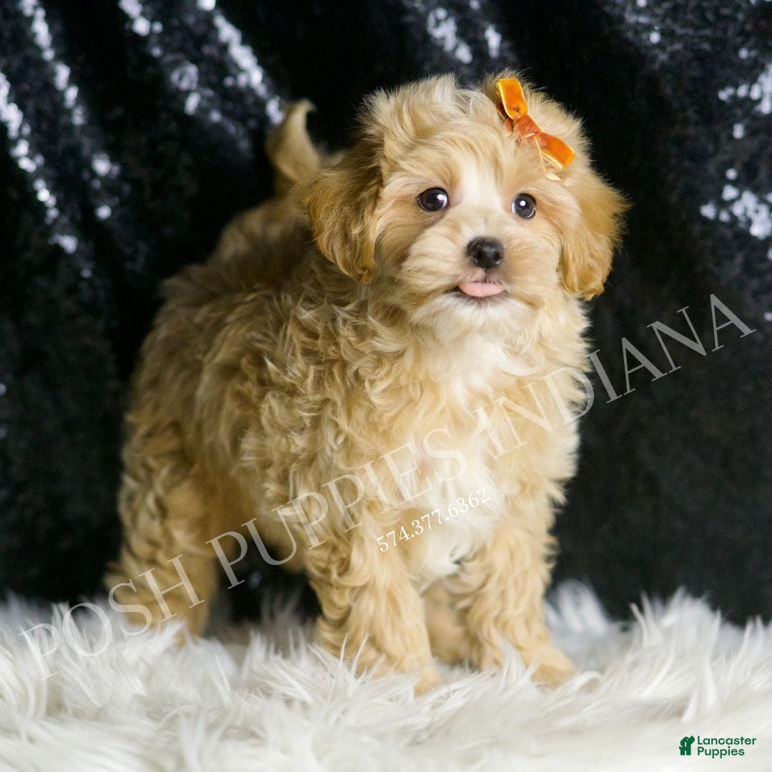 Maltipoo dogs Arnold - Ad 26