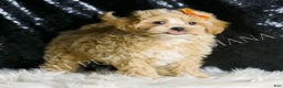 Maltipoo dogs for sale: Arnold - Ad 1