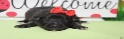 Keeshond dogs for sale: Elsa  - Ad 2