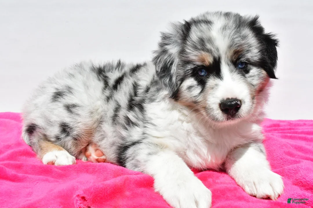 Miniature Australian Shepherd dogs for sale: Skye - Ad 1